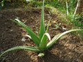 Aloe Barbadensis Leaf Powder