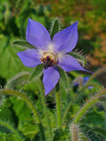 Borago Officinalis Seed Oil