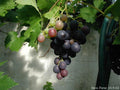 Saccharomyces/Grape Ferment Extract